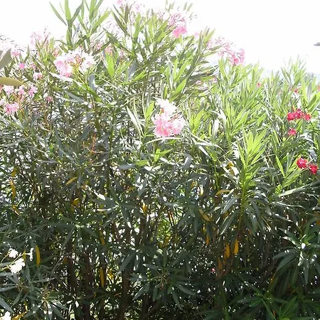 Agli Ulivi Manerba del Garda