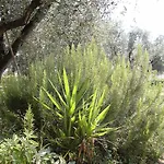 Bed & Breakfast Agli Ulivi