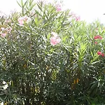 Agli Ulivi Manerba del Garda