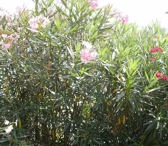 Agli Ulivi Manerba del Garda
