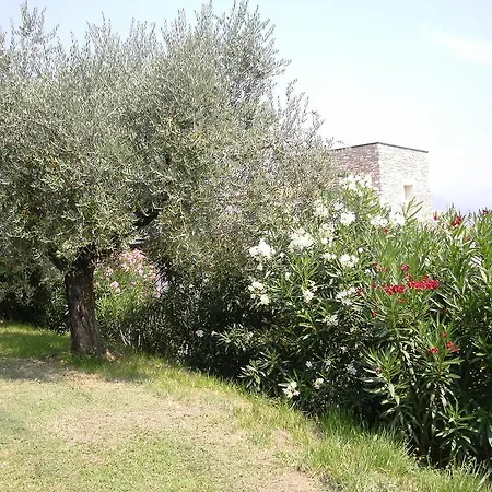 Agli Ulivi